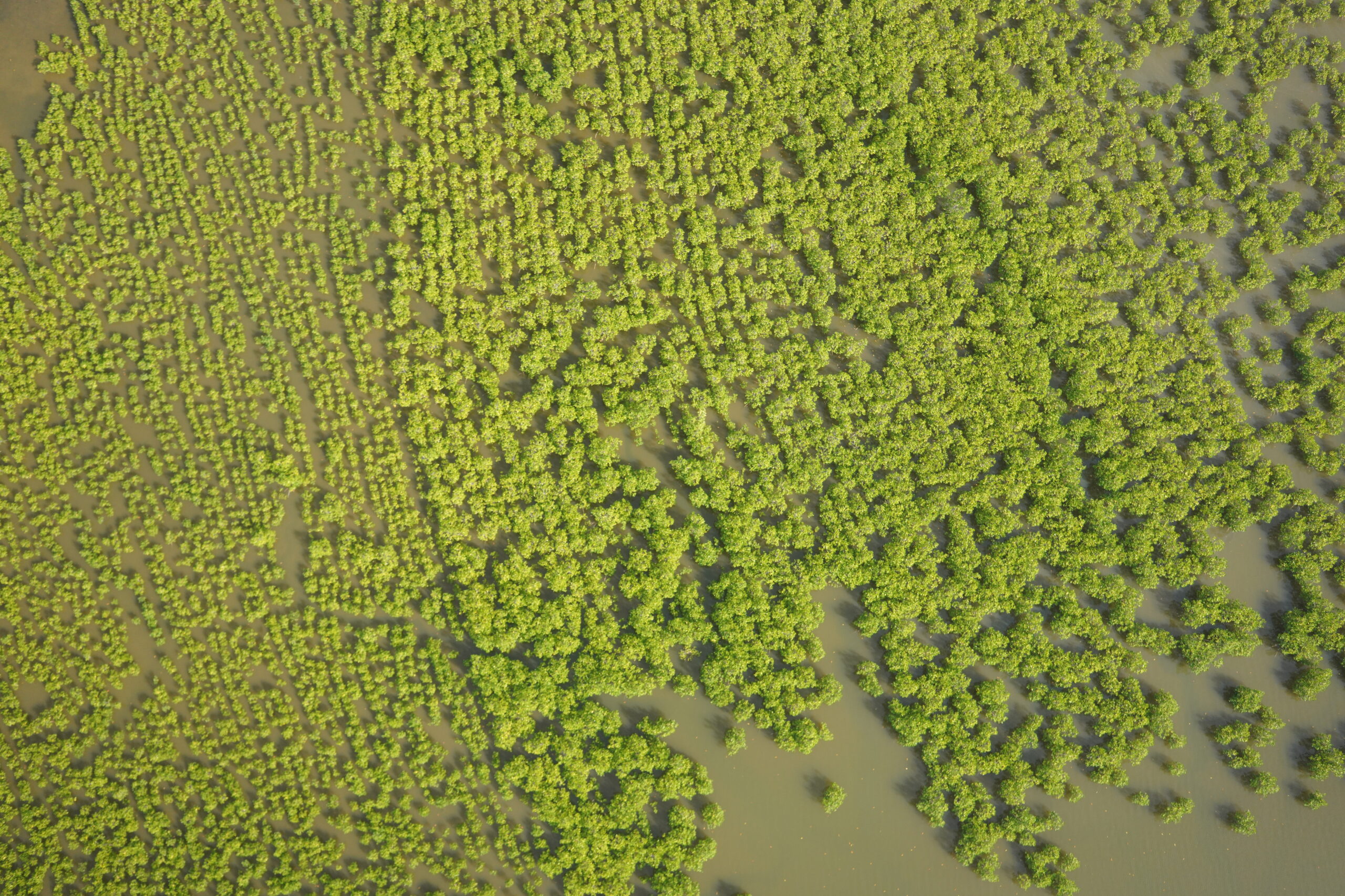 Mangrove 