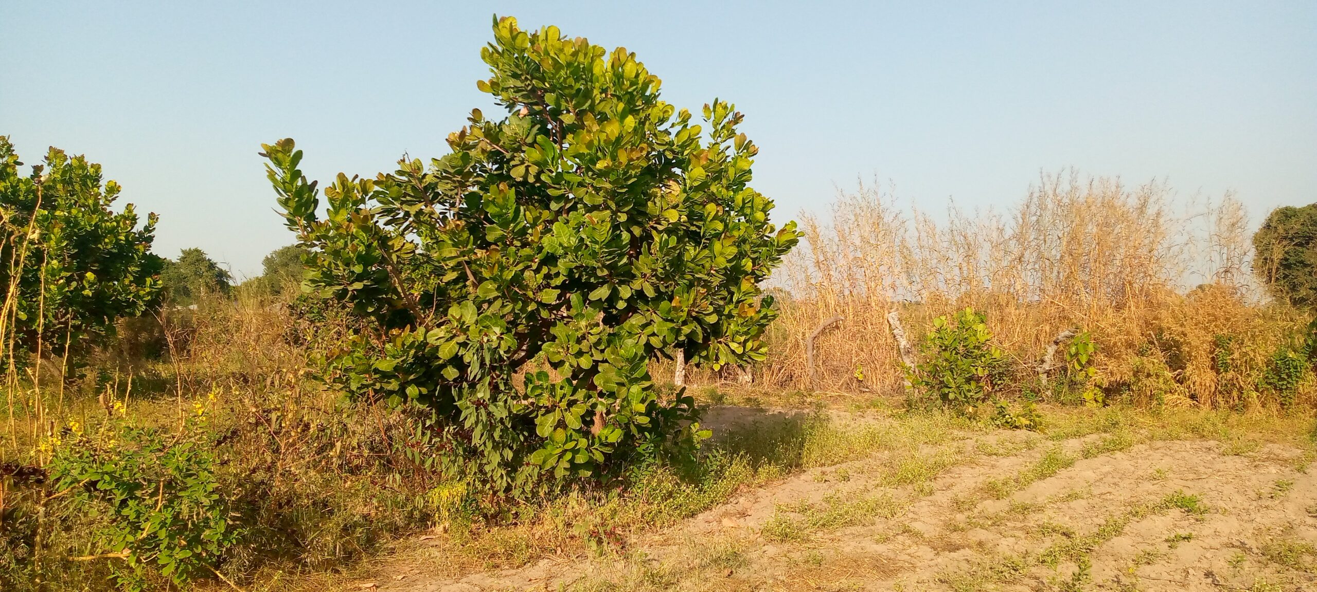 Agroforestry farming